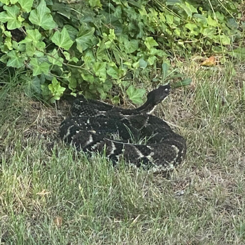 Snake in Yard