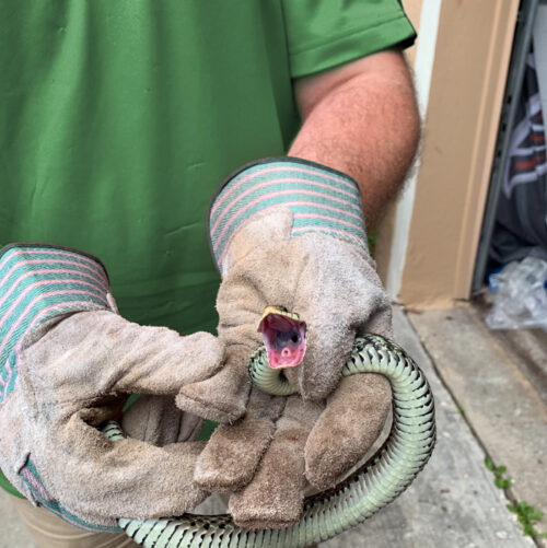 Technician Holding a Snake